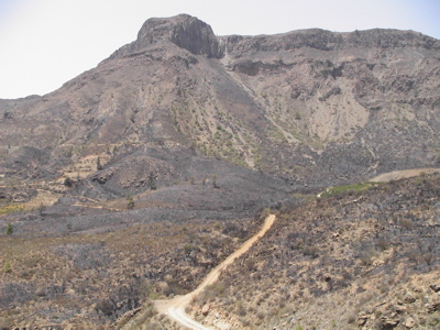 Unterholz nach dem Brand von Gran Canaria